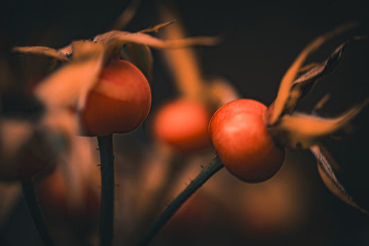 A close up of some red berries on a plant